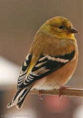 goldfinch11
