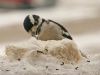 downy-woodpecker