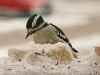 downy-woodpecker1