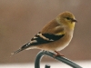 goldfinch
