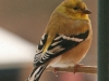 goldfinch1