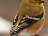 goldfinch11