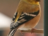 goldfinch12