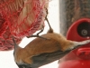 nuthatch