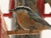 nuthatch1