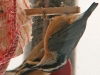 nuthatch2