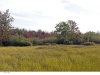 bishops-bog1_1