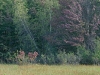 bishops-bog_1
