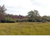 thumbs_bishops-bog1_1