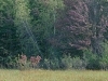 Bishop's Bog