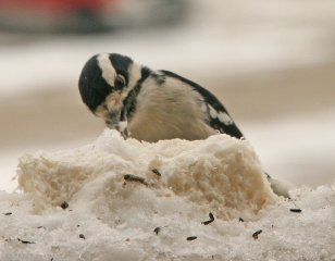 downy-woodpecker