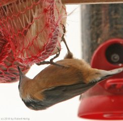 nuthatch