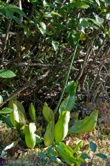 pitcher-plant_1