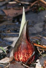 skunkcabbage2