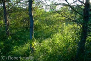 fenlight_0