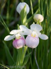showy-ladyslipper_0