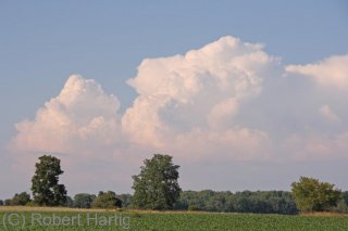multicell-1