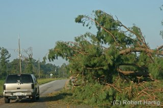 tree-down1_1