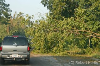 tree-down2_1