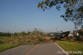 tree-down_1