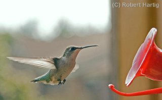 hummer-hovering