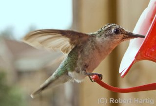 hummer