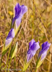 fringed-gentians-sunlit