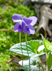 violet