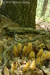 squawroot