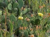 Eastern Prickly Pear