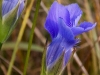 fringed-gentian-closeup