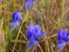 fringed-gentians-shade