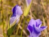 fringed-gentians-sunlit-closeup