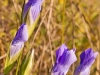 Fringed Gentians