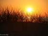 dunegrass_1