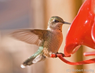 hummingbird-1