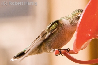 hummingbird-2