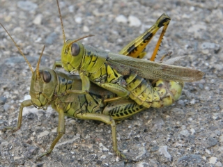 grasshopper-passion