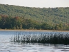 bullrushes