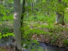 mossy-bank-and-beech-tree_1
