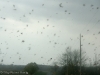 flying-leaves