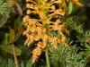 orange-orchid1_1