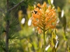 orange-orchid_1