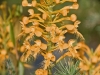Orange Fringed Orchid