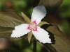 painted-trillium-closeup