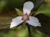 painted-trillium
