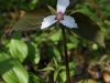 painted-trillium1