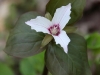 painted-trillium2