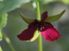 red-trillium