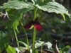 Painted and Red Trilliums